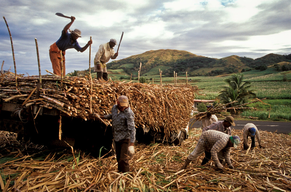 General Photos Fiji Field workers in a sugar cane farm in… Flickr