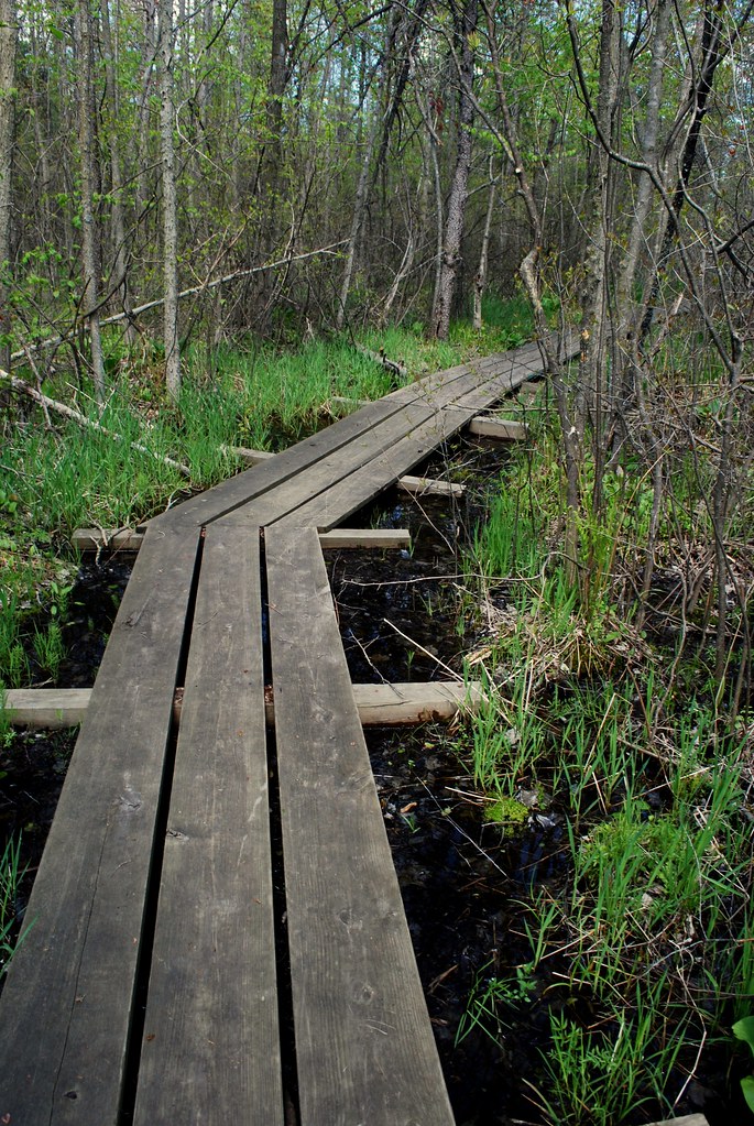 Boardwalk through the Bog Spruce Lake Bog Wisconsin State … Flickr