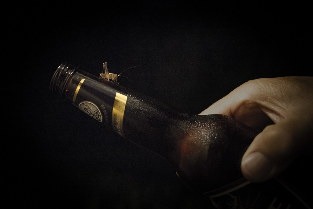 Cricket & Beer A cricket decides to join us for an evening… oz dean