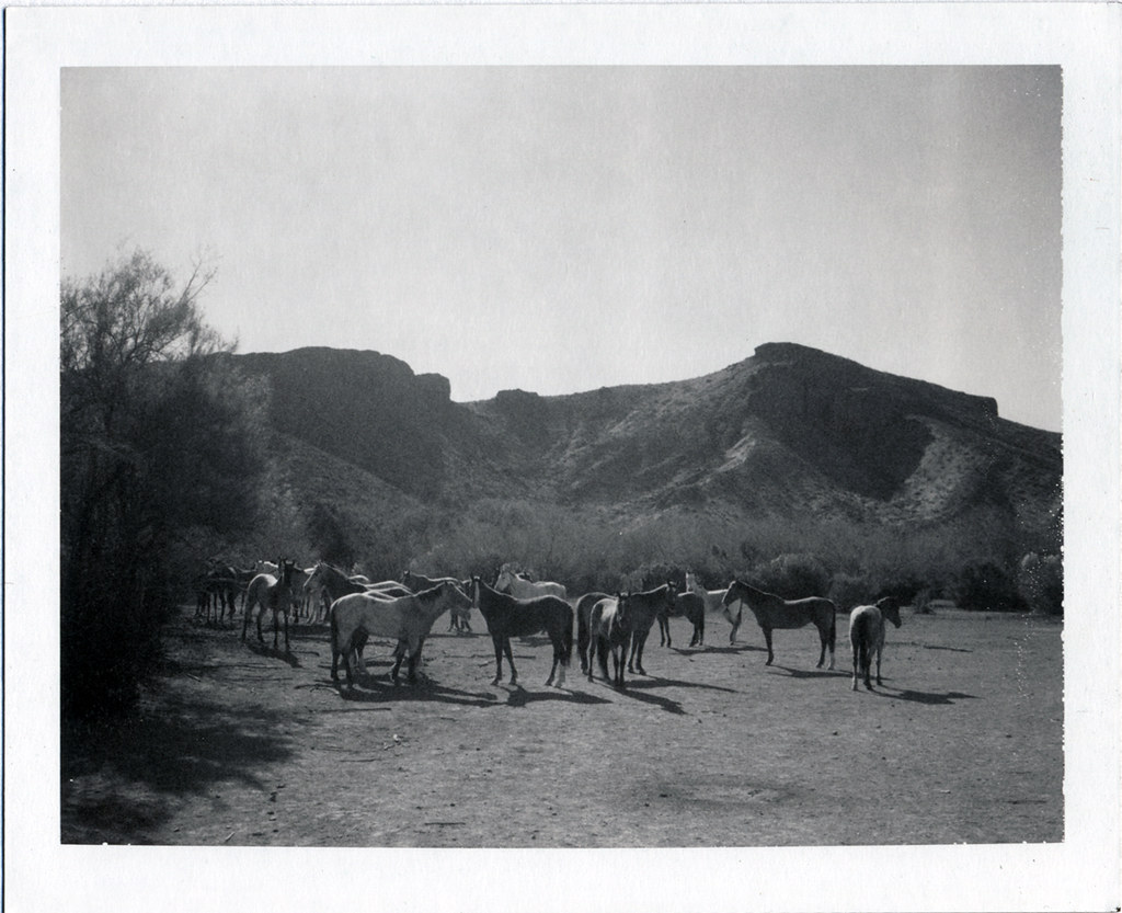 Radium Springs, NM Polaroid 190, Type 667 moominsean Flickr