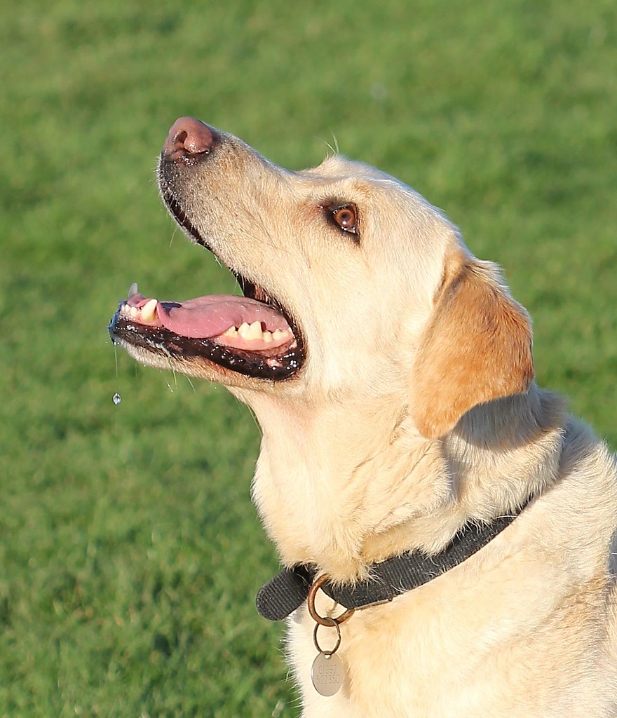 Salivating Dog! Here's close up of the dog waiting intentl… Flickr