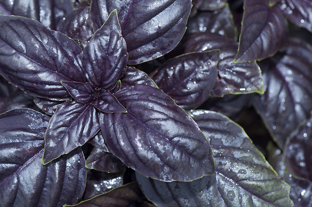 Purple Basil Honeybrook Organic Farm Spring 2012 Billtacular Flickr