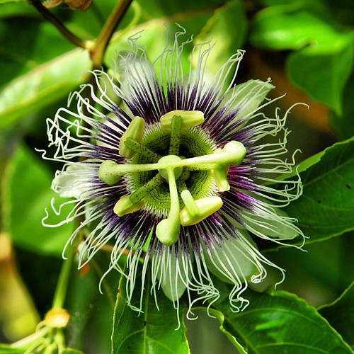 Passionfruit blossom Stephen Cotton Flickr