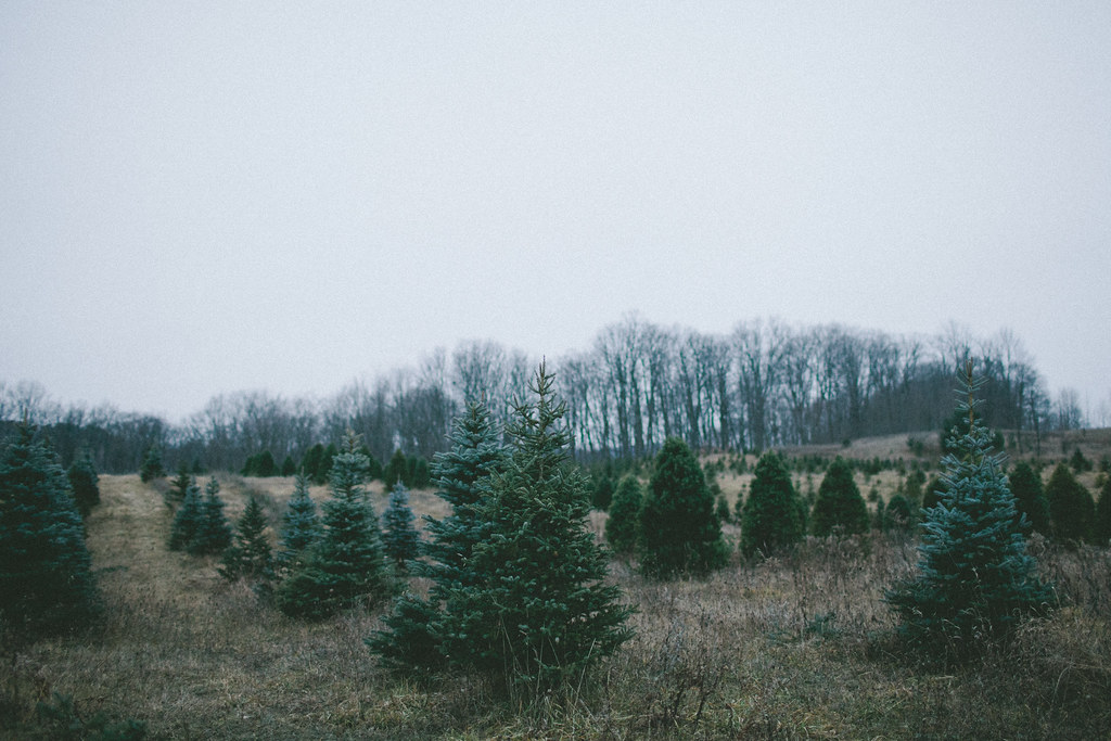 Hockley Valley Tree Farms Cutting down our Christmas tree … Flickr