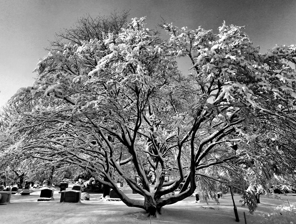 Mt Auburn d1 IMG_0043_fhdr bw1 View Awards Count hbp_pix Flickr