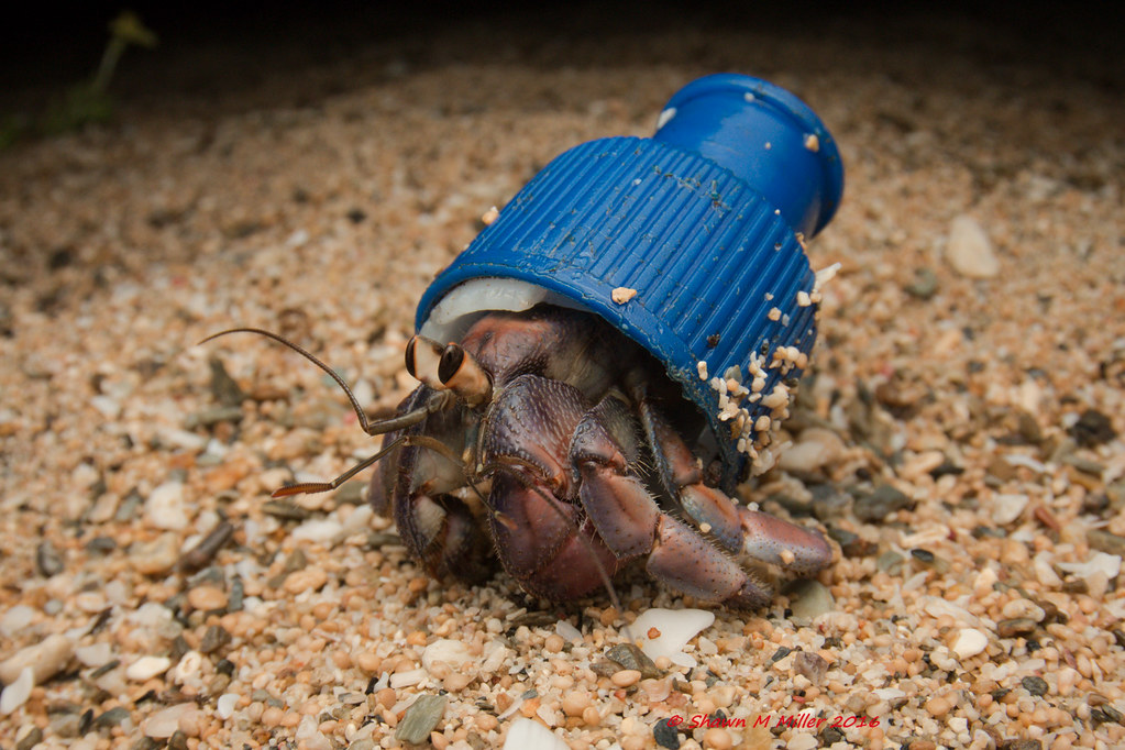 Pop top cap Crabs with beach trash hats Crabs with beach… Flickr