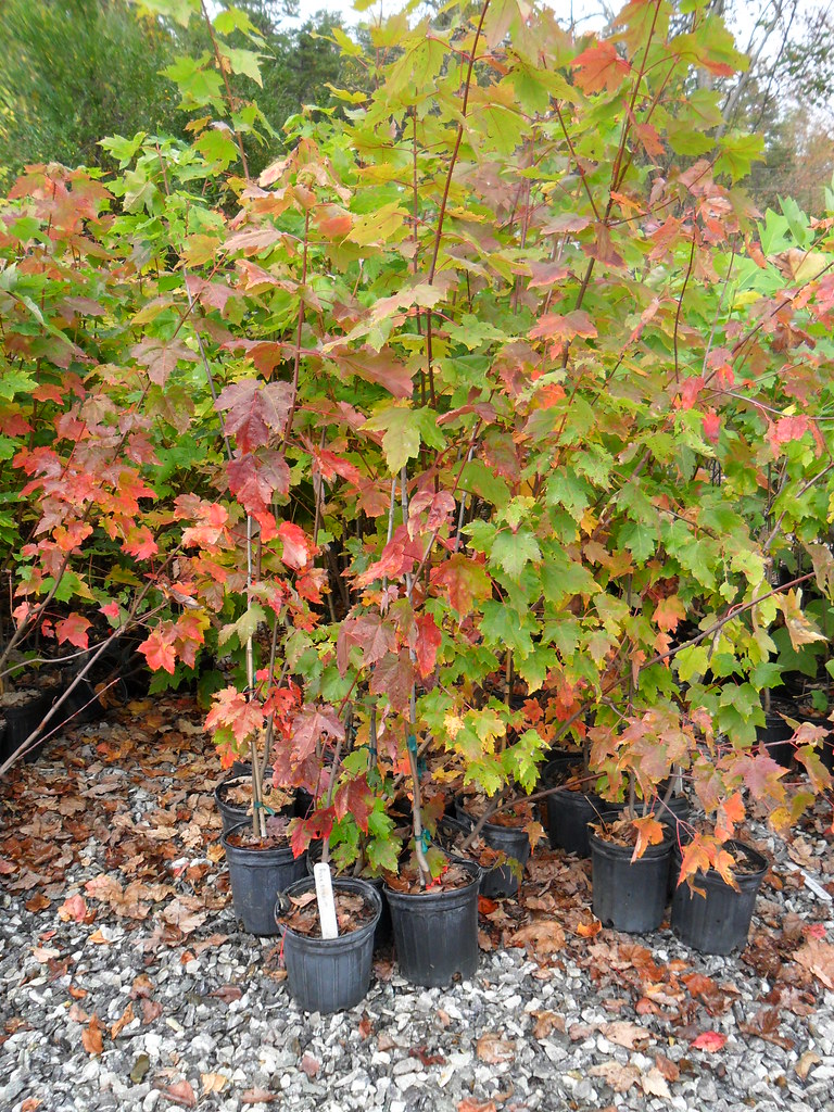 Southeastern Native Plant Nursery Flickr