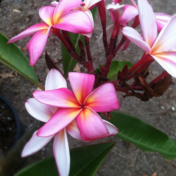 Plumeria. San Diego. Plumeria. San Diego. verbalcupcake Flickr