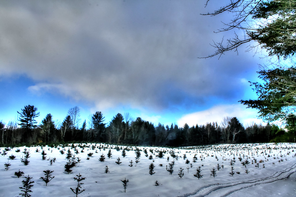 Christmas tree farm In Maine Thanks for commenting and Vie… Flickr