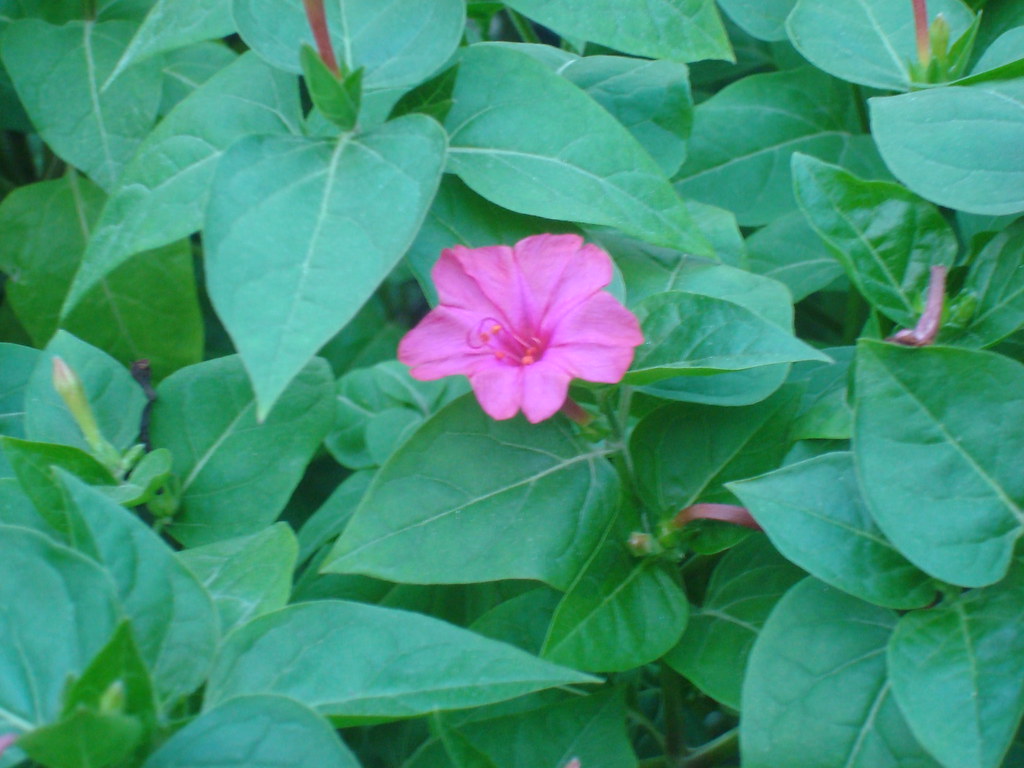 Mirabilis jalapa or നാലുമണിച്ചെടി cpmkutty Flickr