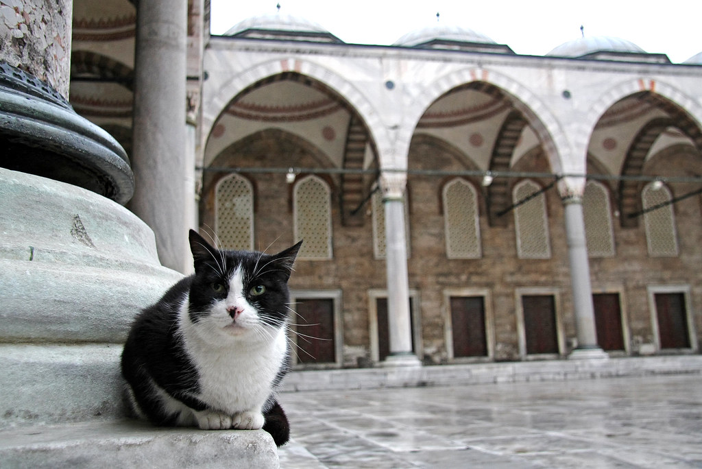 A cat in the Blue Mosque, Istanbul, Turkey イスタンブール、ブルーモスクの… Flickr