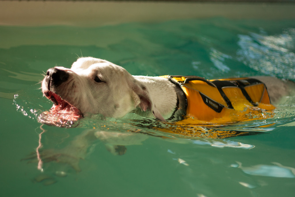 Do Dogo Argentinos Like To Swim? 5 Water Safety Tips Pibbles & Bits