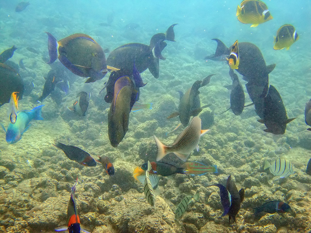 Hawaiian Rush Hour Just a fun shot here. I couldn't resist… Flickr