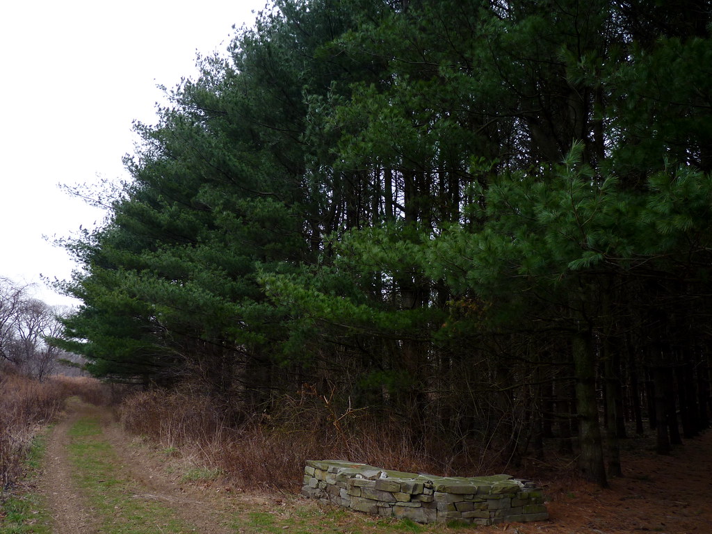 Eastern White Pines Rutgers Gardens, New Brunswick, New Je… Dendroica cerulea Flickr