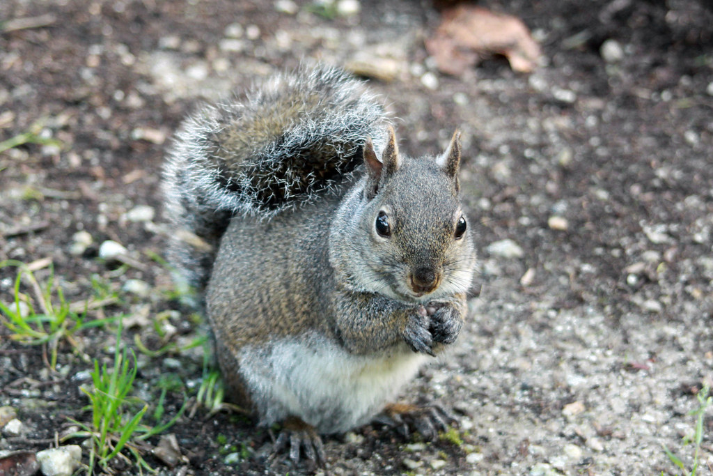 Squirrels eating peanuts and popcorn in Strybing Arboretum… Flickr