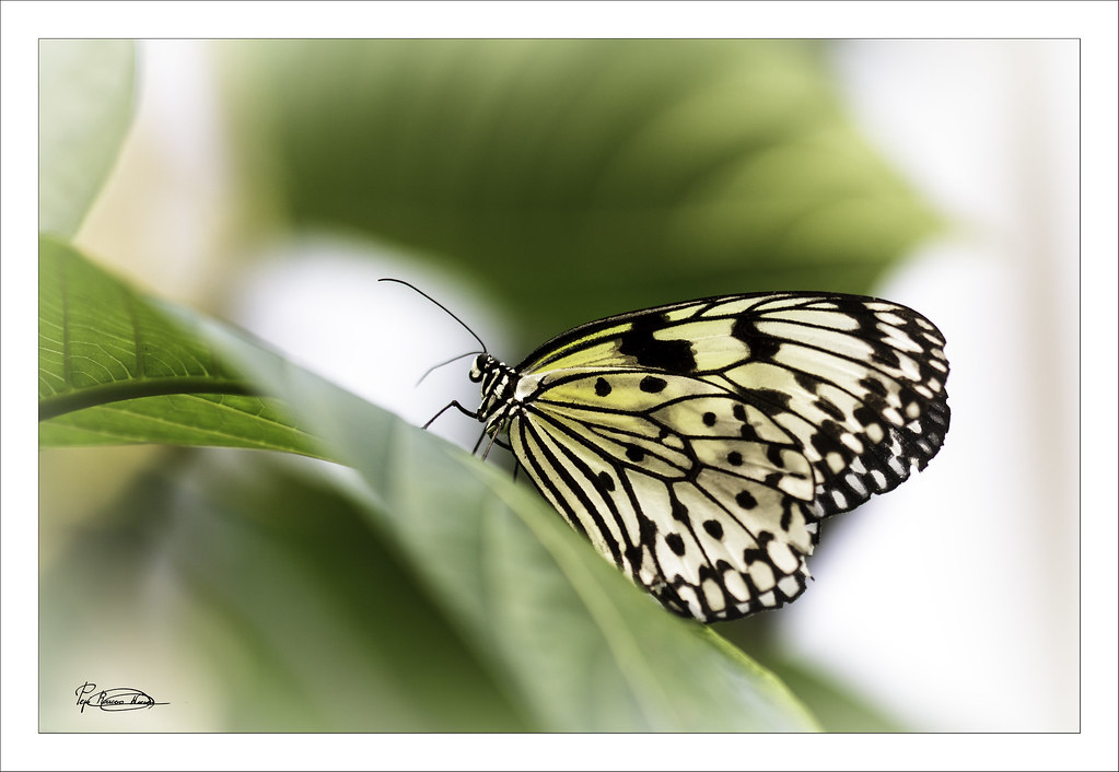 mariposa Vuela vuela mariposa vuela vuela sin cesar, quién… Flickr