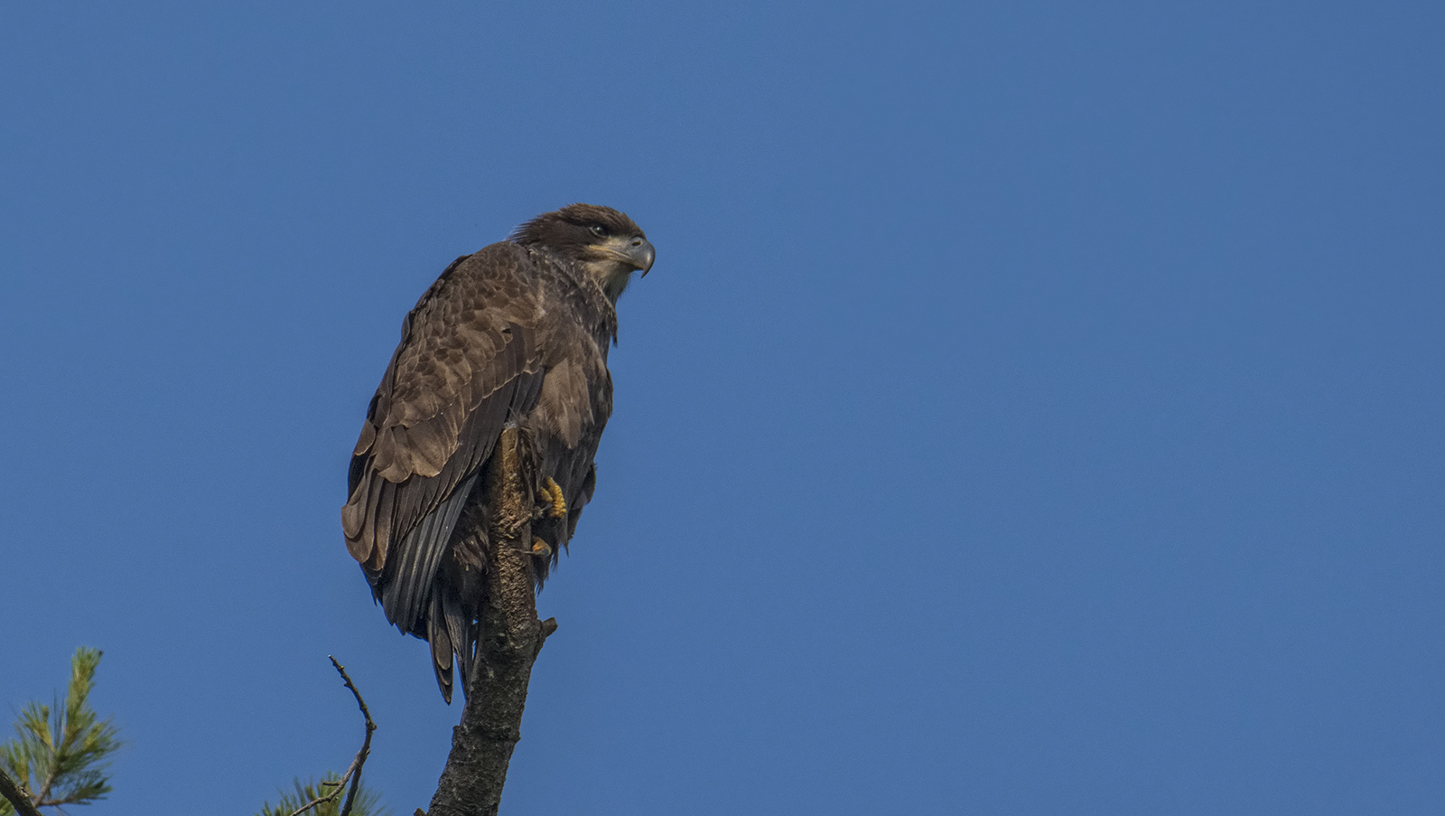 Osprey and Juvenile Bald Eagle Flickr