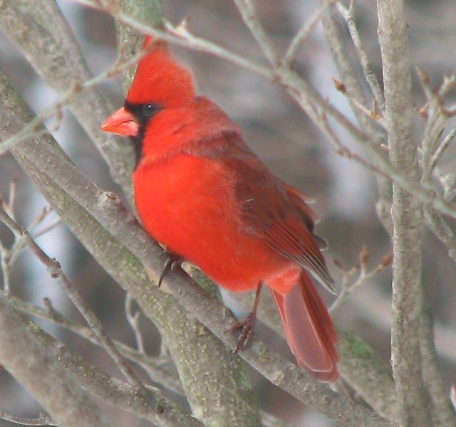 Cardinalis cardinalis (northern cardinal) 2 Cardinalis car… Flickr