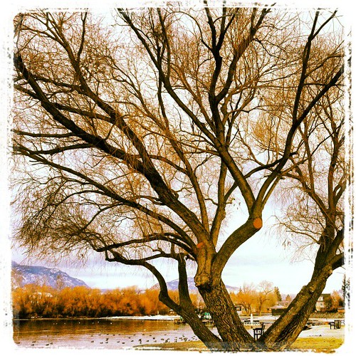 Kelowna at Christmas Macmiesters Flickr