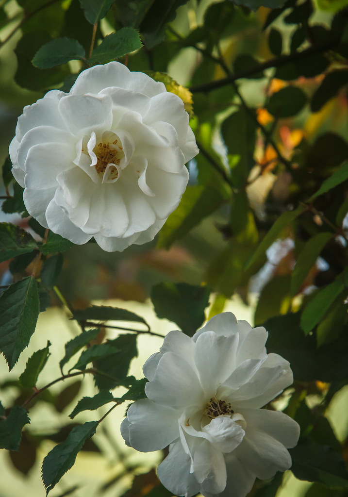 White rose Florida Botanical Garden Largo, Fl Jane's Adventure Flickr