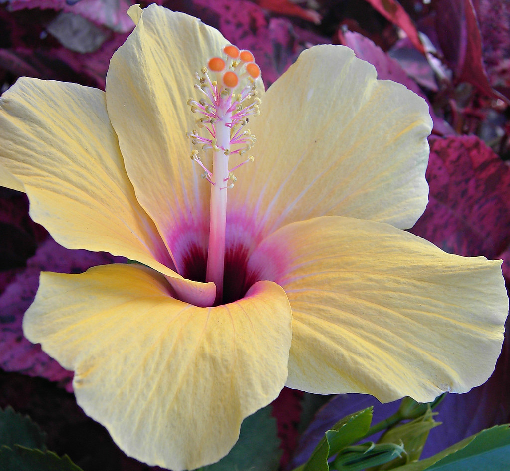 Powder Puff Hibiscus Some more VERY beautiful Hibiscuses!… Flickr