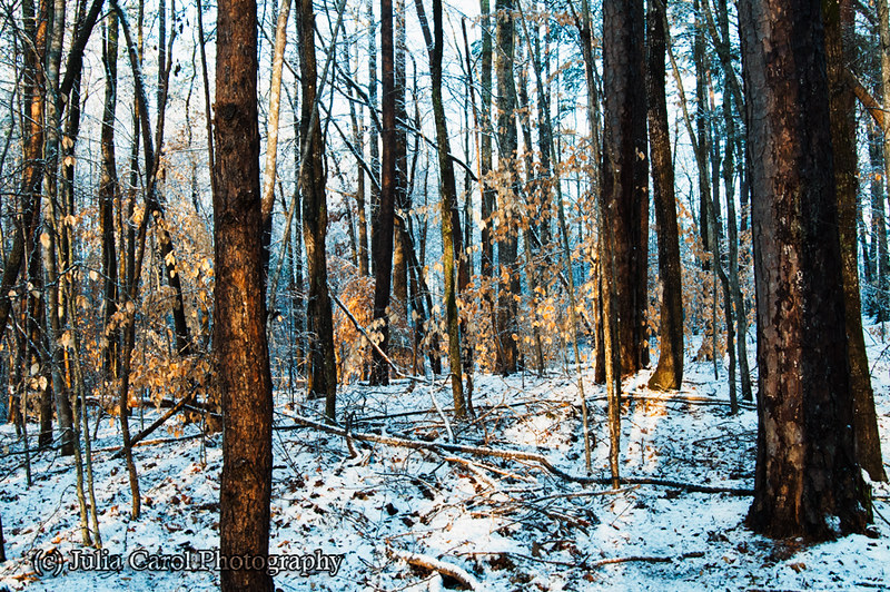 Hamilton Lakes, Greensboro, NC, USA Sunrise Sunset Times