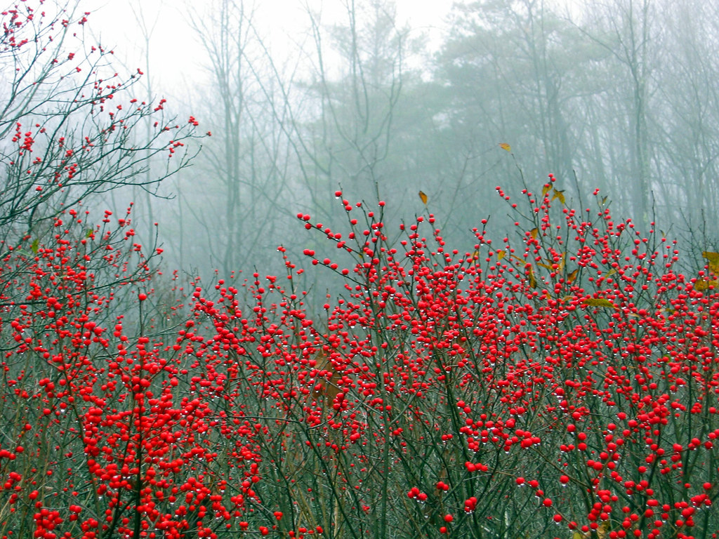 November Berries, Maine Photo by Steve Smith. Flickr