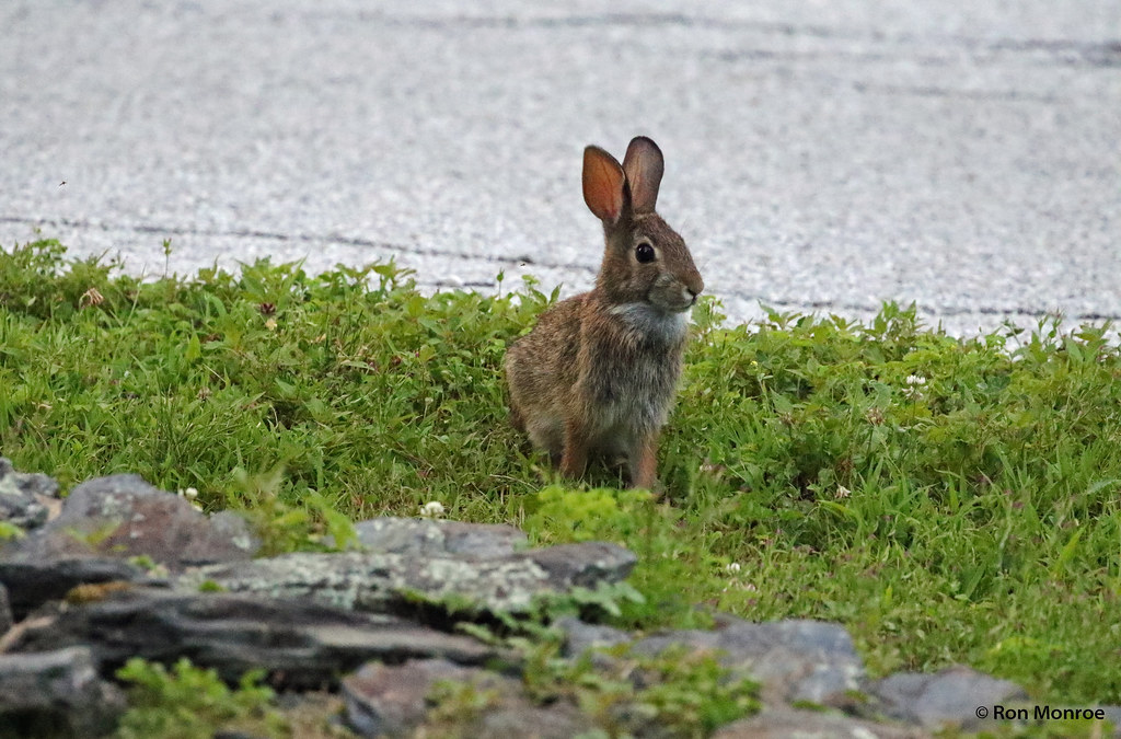 Vermont bunnies Rutland Town, Vermont July 21, 2016 Bunny … Flickr