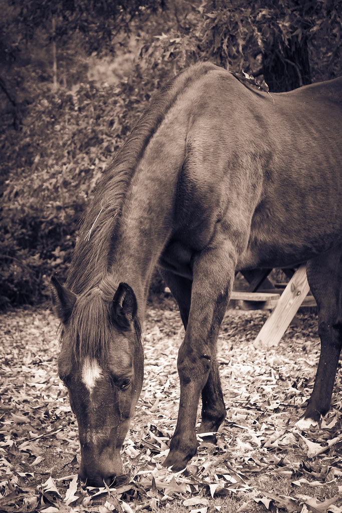 Power Laurel Hill, North Carolina Hanmaum EM Fall Retreat … Flickr