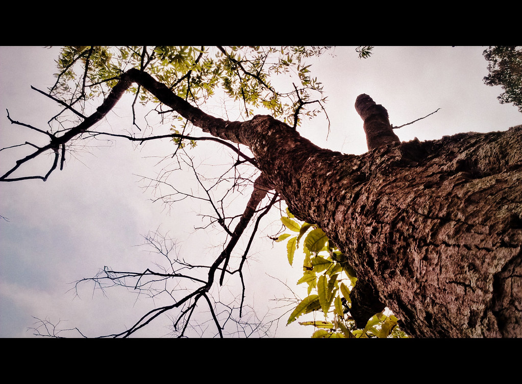 The best time to plant a tree was 20 years ago. The next b… Flickr