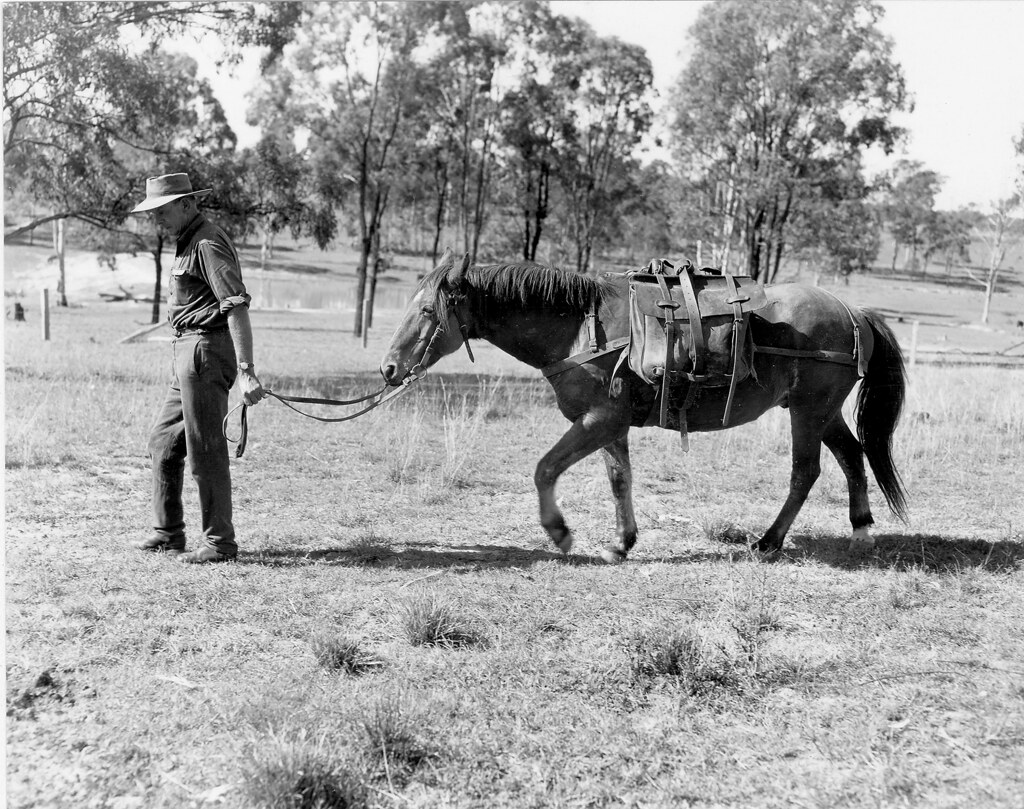 Pack horse, Ipswich, May 1968 Did you know that horses use… Flickr