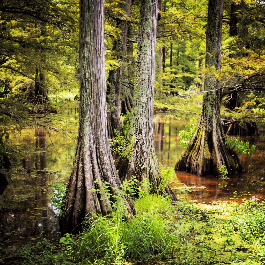 Cross Lake in Shreveport, Louisiana. Nikki Chisolm Flickr