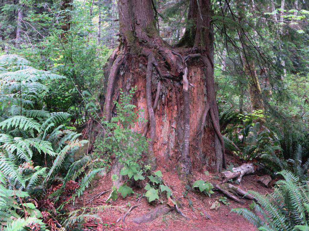 Nurse Stump A nurse stump supports fresh growth at Willow … Flickr