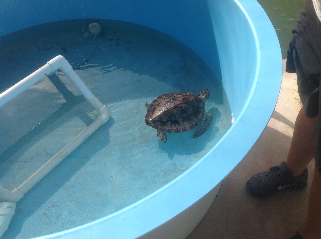 Sea Turtle Hospital Marathon Key Taken with my ipad 3