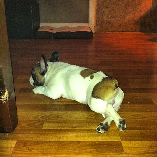 (Jack)notice my chewed table leg ,yes jack is guilty fren… Flickr