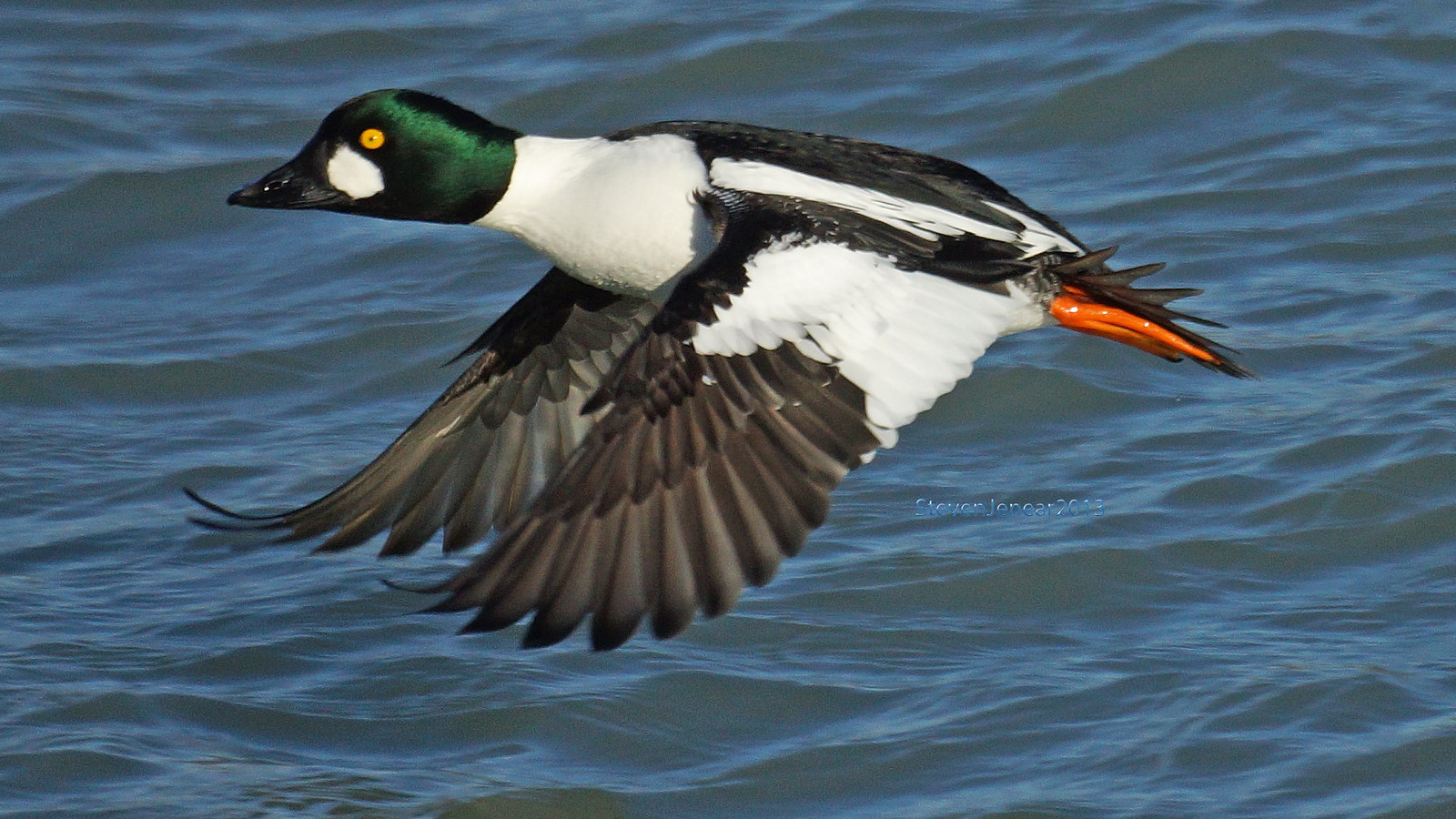 Water Fowl / Shore Birds Lincoln Park, Lake Michigan Flickr