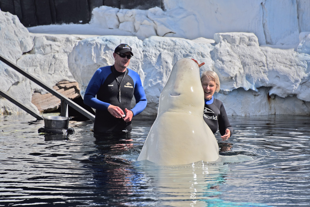 Up close with a Beluga Whale at Seaworld in San Diego Flickr