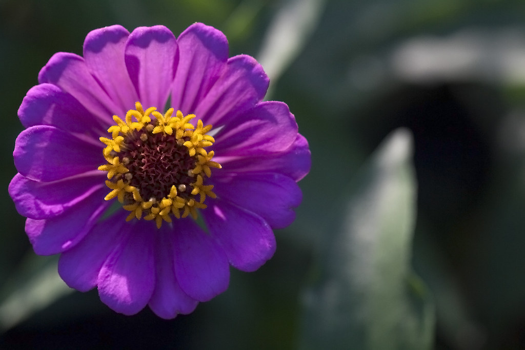 The Zinnia Flower Spoted Several Months