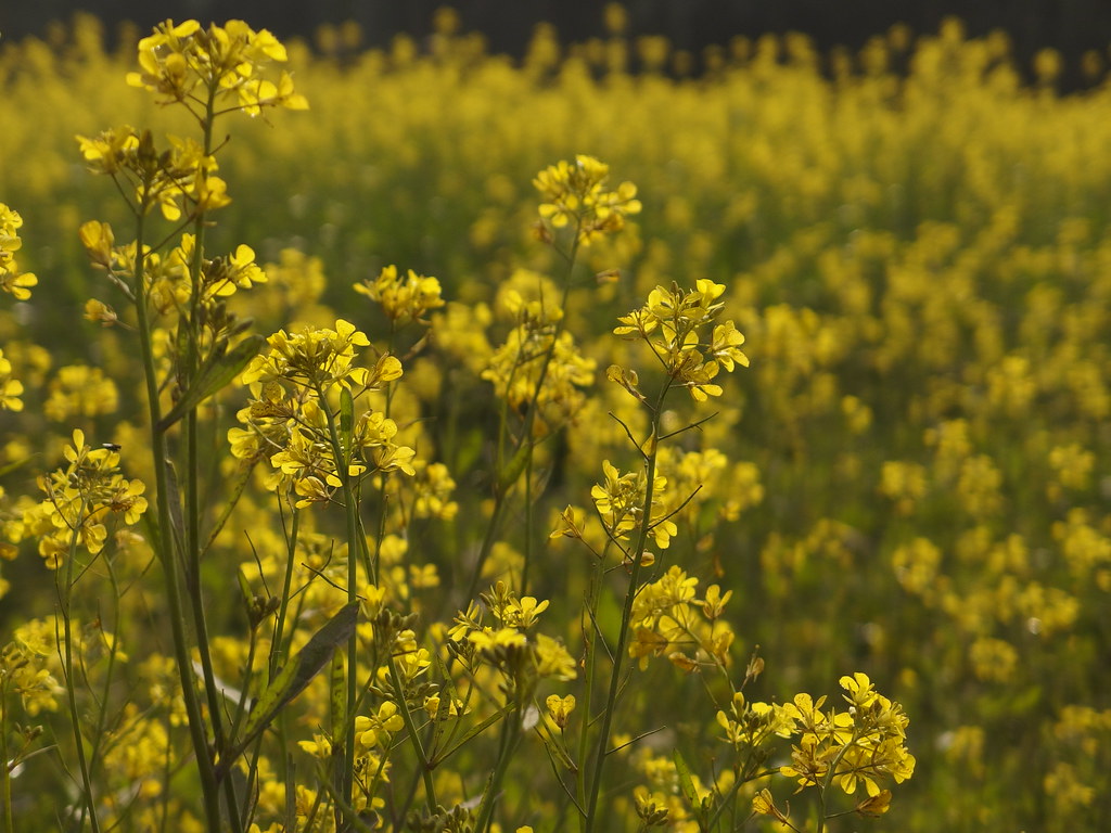 Mustard Field Plant Blossom Senf Senffeld Pflanze Blüte Ba… Flickr