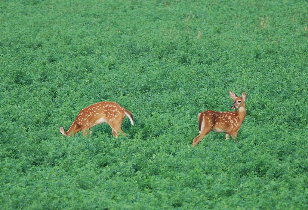 Whitetailed deer Whitetailed deer Kent Cady Flickr
