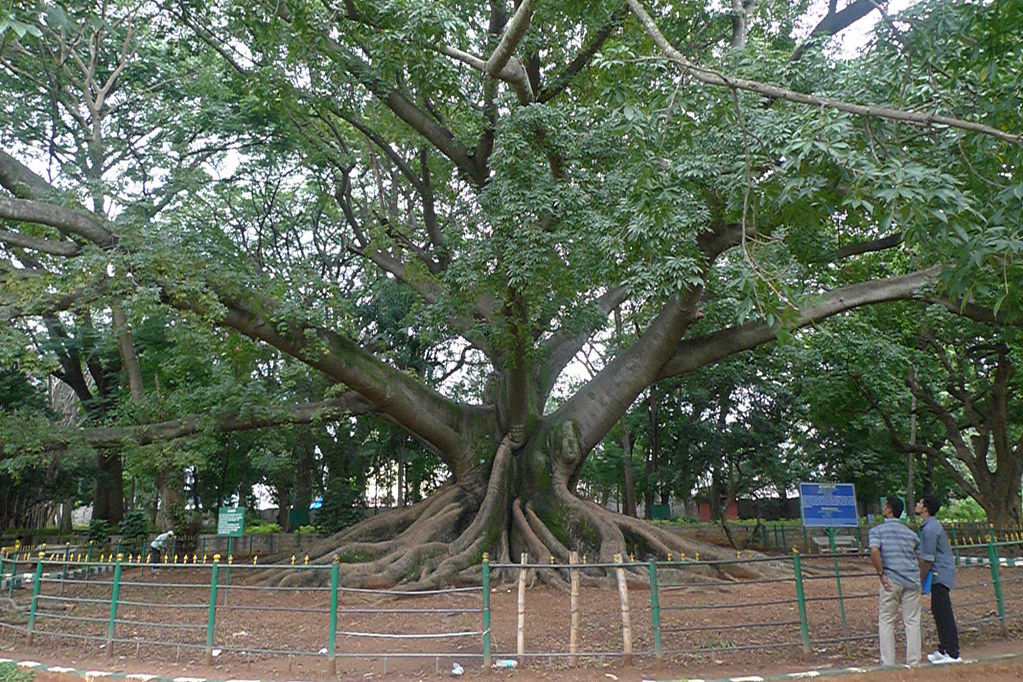 Bangalore Lalbagh Botanical Garden big tree Bangalore.. … Flickr