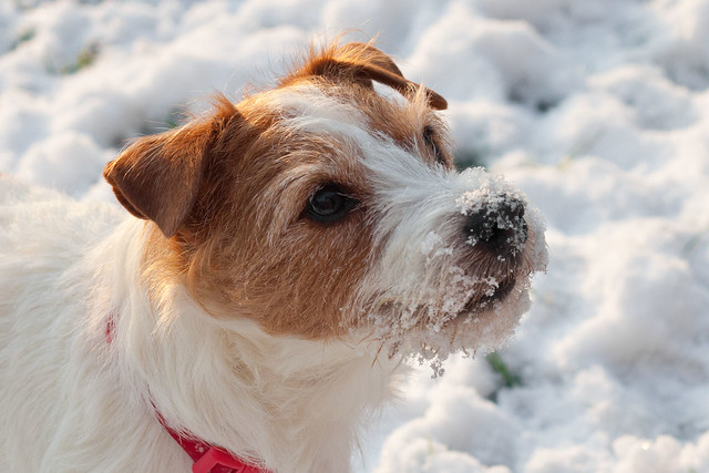 Holly the Wire Haired Jack Russell. a photo on Flickriver