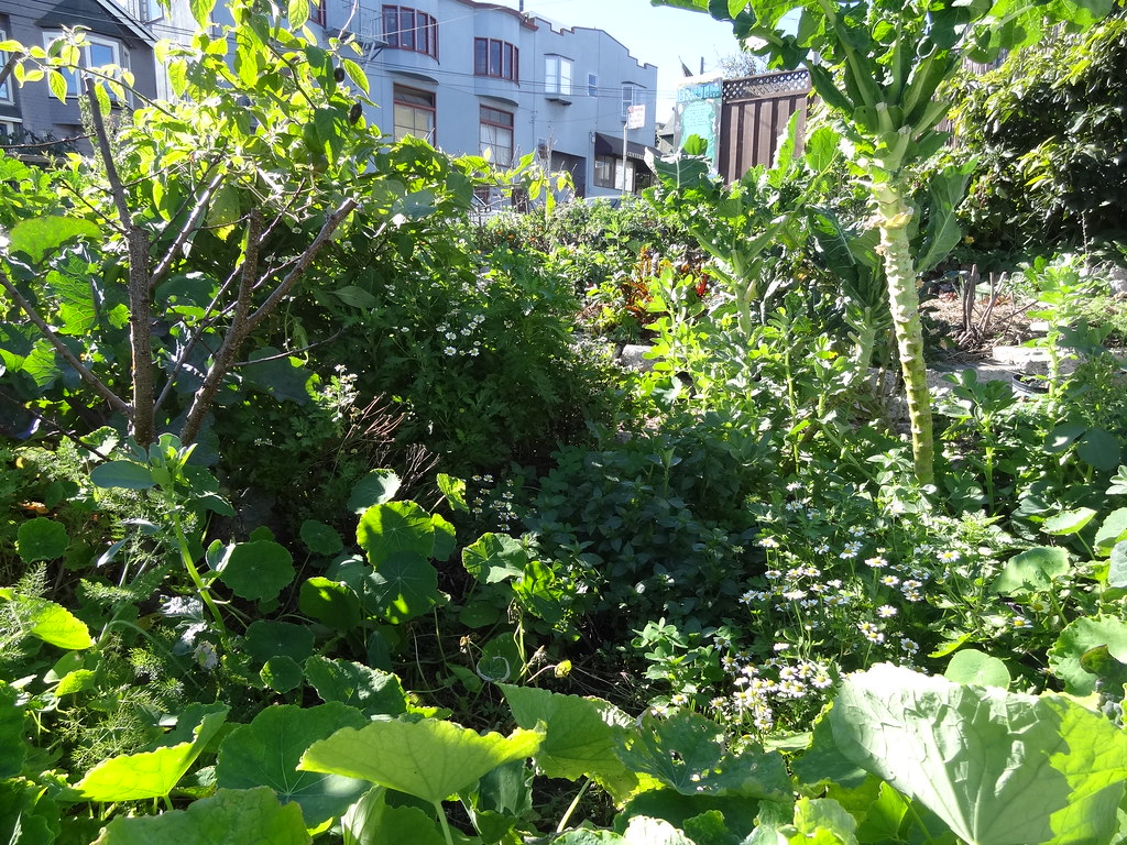 18th & rhode island permaculture garden in san francisco