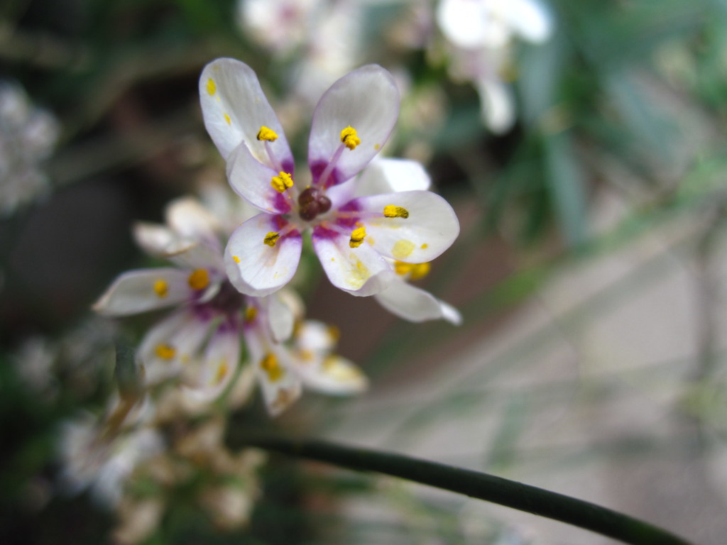 South African Bulbs in Bloom Brooklyn Botanic Garden