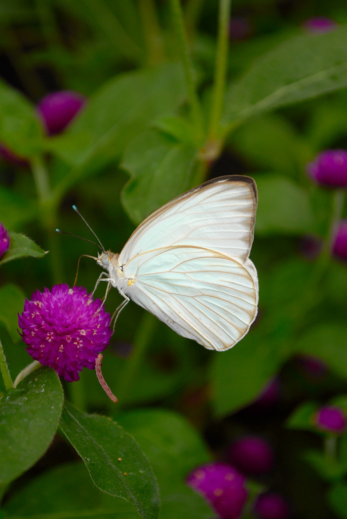 DSC_0052L (2) Florida White Butterfly EM Kaufman Flickr