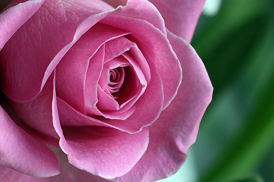 A cut rose Rose in cut flowers. natural light. Focus stack… Flickr