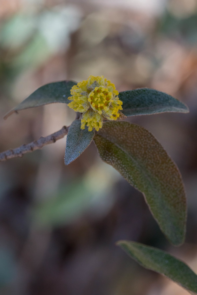 Texabama Croton, Croton alabamensis var. texensis Wildflow… Flickr
