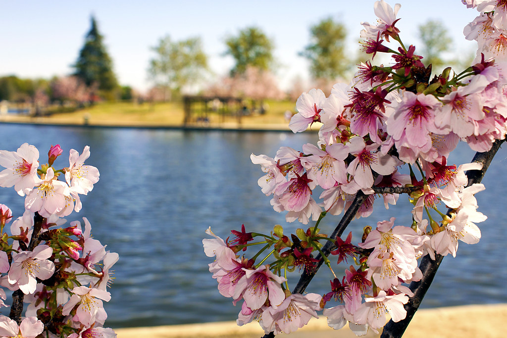 spring forward SPRING FORWARD Winter is officially over… Flickr