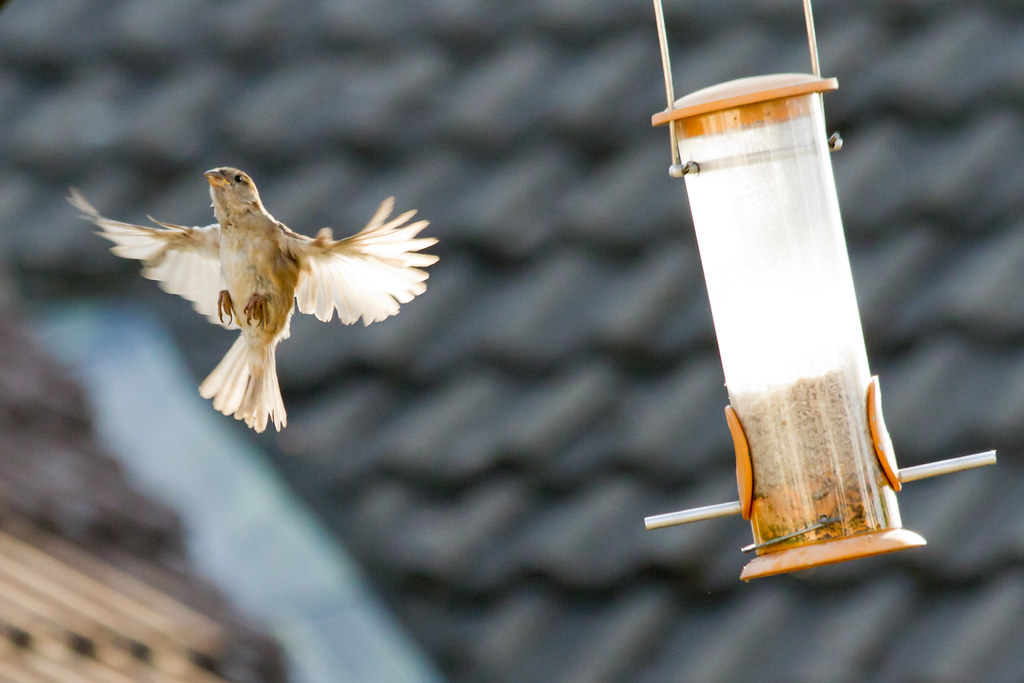 Sparrows Feeding Birds feeding in my parents back garden. Jon