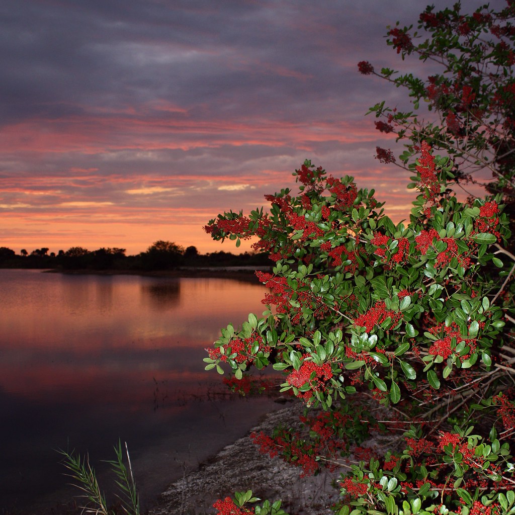 Wild Berries Wild Berry Sunset Florida Everglades South … Flickr